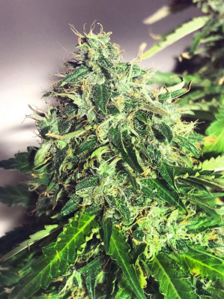 Auto Cannabis Light - MINISTRY OF CANNABIS | TanieSianie.pl