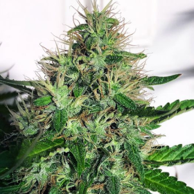 Cannabis Light - MINISTRY OF CANNABIS | TanieSianie.pl