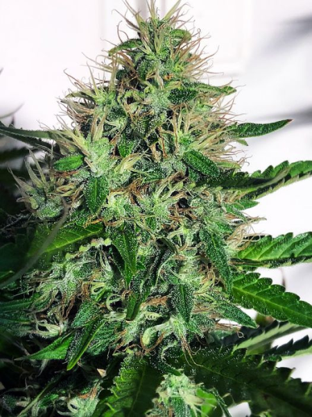 Cannabis Light - MINISTRY OF CANNABIS | TanieSianie.pl