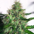Cannabis Light - MINISTRY OF CANNABIS