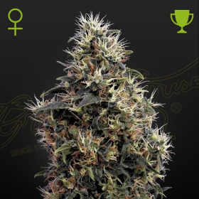 Sweet Mango Auto - GREEN HOUSE SEEDS | TanieSianie.pl
