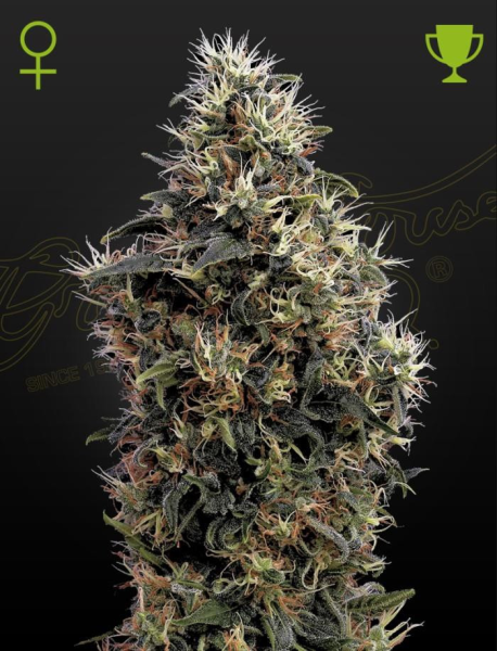 Sweet Mango Auto - GREEN HOUSE SEEDS | TanieSianie.pl