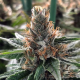 God's Glue - MINISTRY OF CANNABIS | TanieSianie.pl