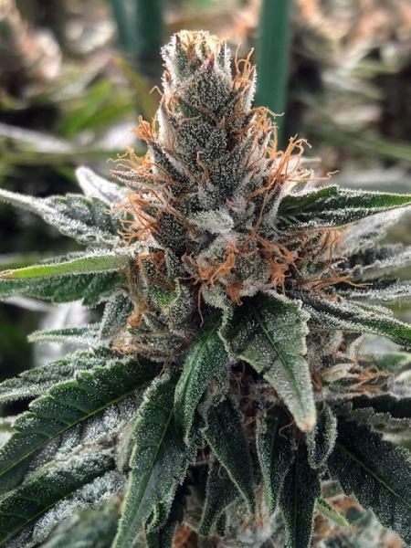 God's Glue - MINISTRY OF CANNABIS | TanieSianie.pl