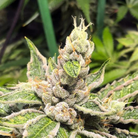 Mamacita's Cookies - MINISTRY OF CANNABIS | TanieSianie.pl