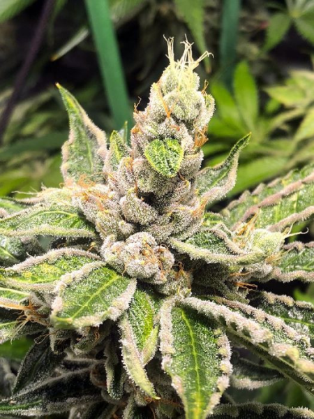 Mamacita's Cookies - MINISTRY OF CANNABIS | TanieSianie.pl