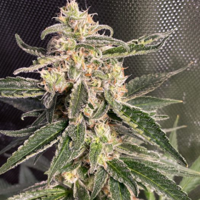 Sweet Donkey Auto - MINISTRY OF CANNABIS | TanieSianie.pl