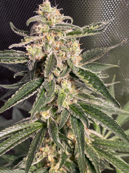 Sweet Donkey Auto - MINISTRY OF CANNABIS | TanieSianie.pl