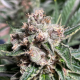 Mars Mellow - MINISTRY OF CANNABIS | TanieSianie.pl