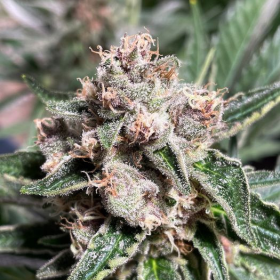 Mars Mellow - MINISTRY OF CANNABIS | TanieSianie.pl