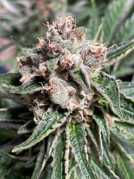 Mars Mellow - MINISTRY OF CANNABIS | TanieSianie.pl