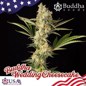 Buddha Wedding Cheesecake - BUDDHA SEEDS | TanieSianie.pl