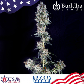 Buddha Cookie - BUDDHA SEEDS | TanieSianie.pl