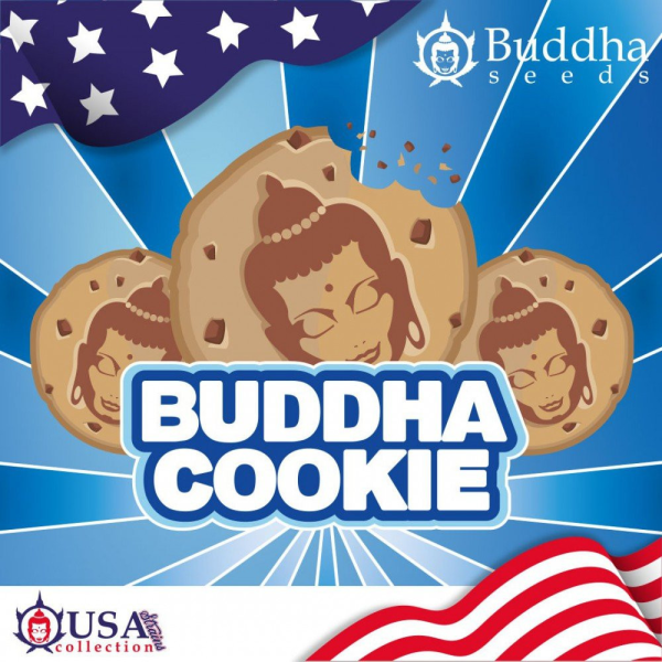 Buddha Cookie - BUDDHA SEEDS | TanieSianie.pl
