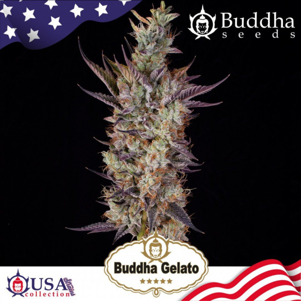 Buddha Gelato - BUDDHA SEEDS | TanieSianie.pl