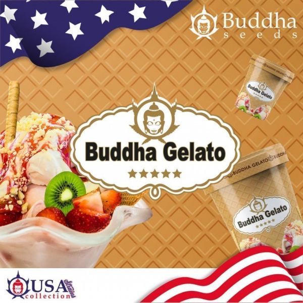 Buddha Gelato - BUDDHA SEEDS | TanieSianie.pl