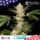 Buddha DoSi2 - BUDDHA SEEDS | TanieSianie.pl