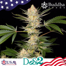Buddha DoSi2 - BUDDHA SEEDS | TanieSianie.pl