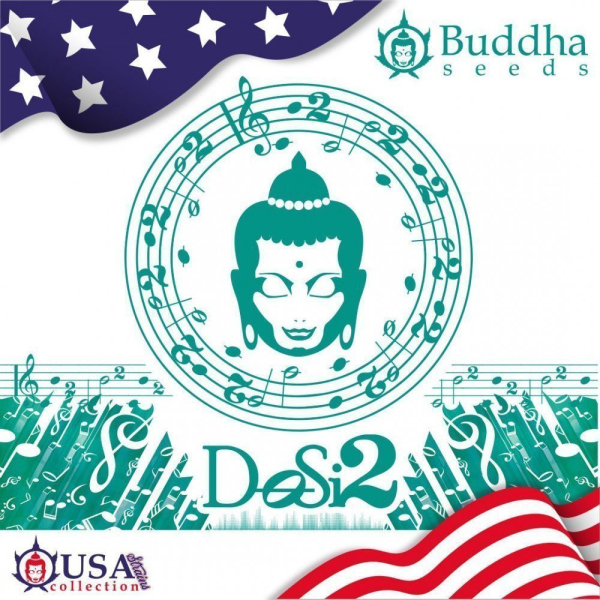 Buddha DoSi2 - BUDDHA SEEDS | TanieSianie.pl