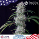 Buddha Cookie Auto - BUDDHA SEEDS | TanieSianie.pl