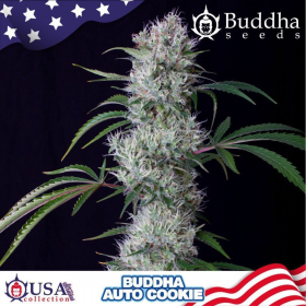 Buddha Cookie Auto - BUDDHA SEEDS | TanieSianie.pl