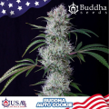 Buddha Cookie Auto - BUDDHA SEEDS