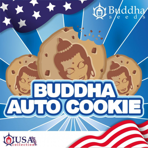 Buddha Cookie Auto - BUDDHA SEEDS | TanieSianie.pl