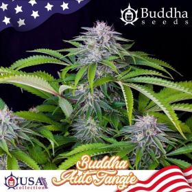 Buddha Tangie Auto - BUDDHA SEEDS | TanieSianie.pl