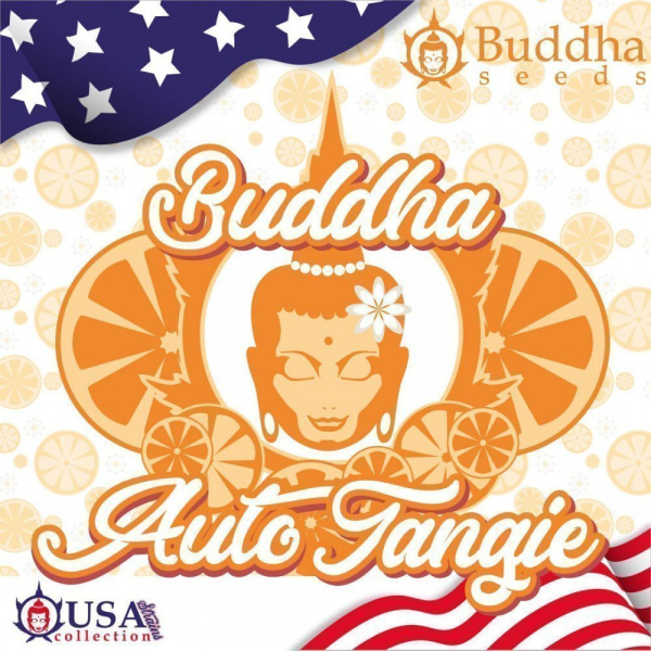 Buddha Tangie Auto - BUDDHA SEEDS | TanieSianie.pl