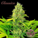 Buddha Auto White Widow - BUDDHA SEEDS | TanieSianie.pl