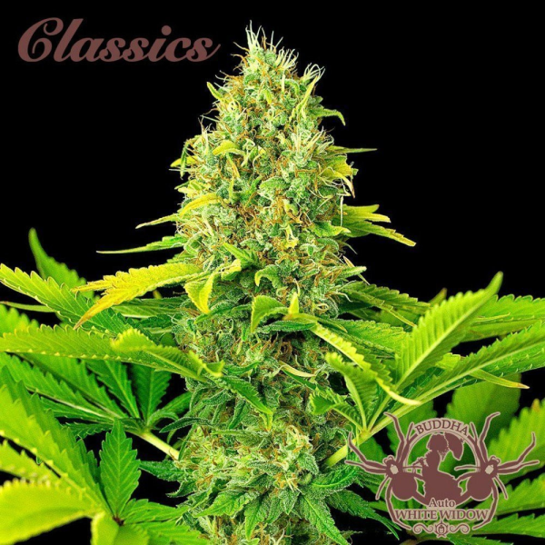 Buddha Auto White Widow - BUDDHA SEEDS | TanieSianie.pl