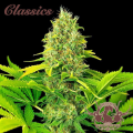 Buddha Auto White Widow - BUDDHA SEEDS