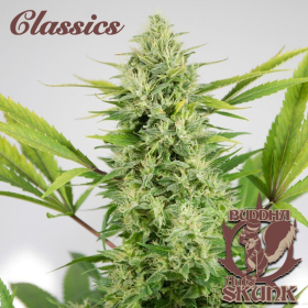 Buddha Auto Skunk - BUDDHA SEEDS | TanieSianie.pl