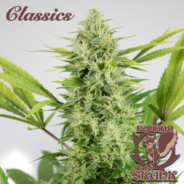 Buddha Auto Skunk - BUDDHA SEEDS | TanieSianie.pl