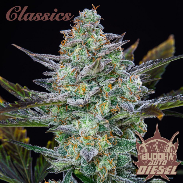 Buddha Auto Diesel - BUDDHA SEEDS | TanieSianie.pl