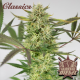 Buddha Diesel - BUDDHA SEEDS | TanieSianie.pl