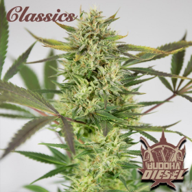 Buddha Diesel - BUDDHA SEEDS | TanieSianie.pl
