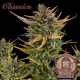 Buddha Auto Critical - BUDDHA SEEDS | TanieSianie.pl