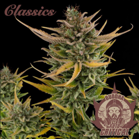 Buddha Auto Critical - BUDDHA SEEDS | TanieSianie.pl