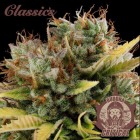 Buddha Critical - BUDDHA SEEDS | TanieSianie.pl
