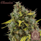 Buddha Amnesia - BUDDHA SEEDS | TanieSianie.pl