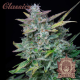 Buddha Auto Amnesia - BUDDHA SEEDS | TanieSianie.pl