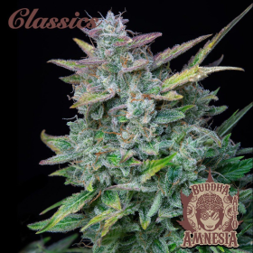 Buddha Auto Amnesia - BUDDHA SEEDS | TanieSianie.pl