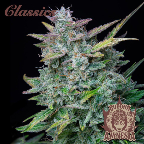 Buddha Auto Amnesia - BUDDHA SEEDS | TanieSianie.pl