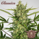 Buddha Auto AK - BUDDHA SEEDS | TanieSianie.pl
