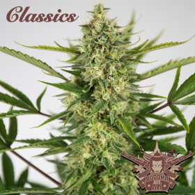 Buddha Auto AK - BUDDHA SEEDS | TanieSianie.pl