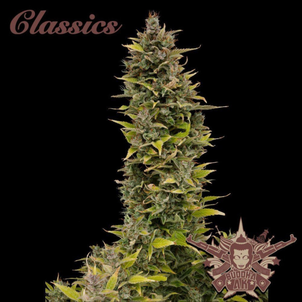 Buddha AK - BUDDHA SEEDS | TanieSianie.pl