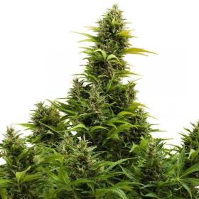 Buddha Medikit Auto - BUDDHA SEEDS | TanieSianie.pl