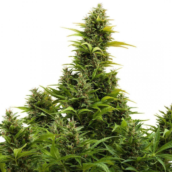Buddha Medikit Auto - BUDDHA SEEDS | TanieSianie.pl