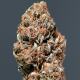 Buddha Medikit Auto - BUDDHA SEEDS | TanieSianie.pl